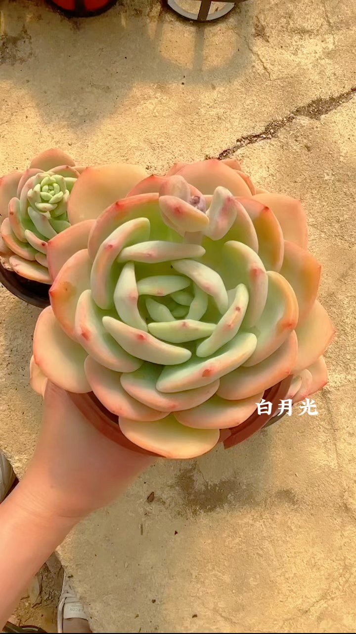 多肉植物品种赏析,白月光