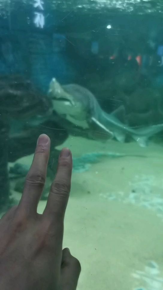厦门海洋馆的鲨鱼