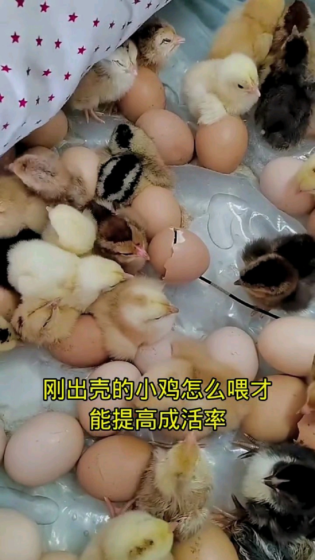 刚出壳小鸡怎么喂成活率高?