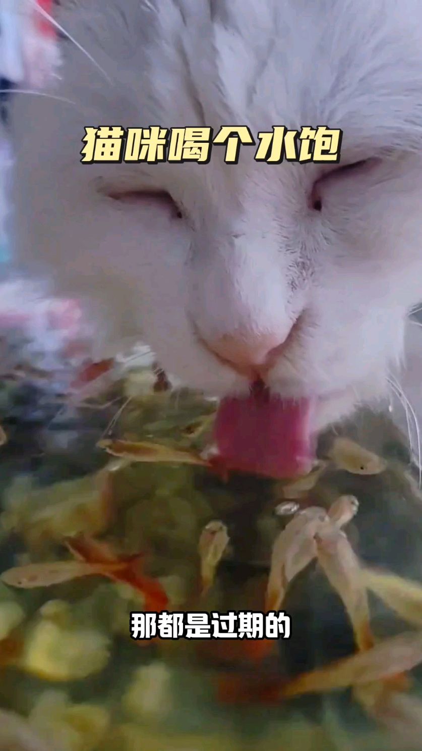 猫咪喝个水饱,还长肉了呢