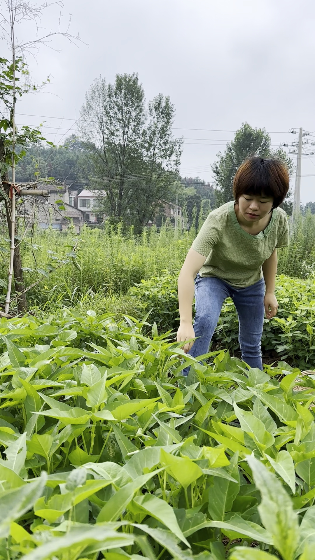 酸脆又开胃的空心菜梗,做法简单防一年也不会坏