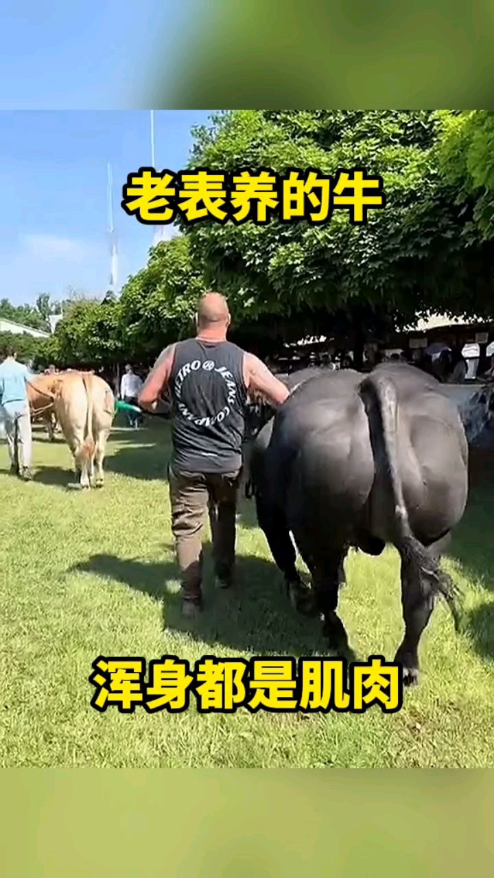 老表养的牛,浑身全是肌肉!