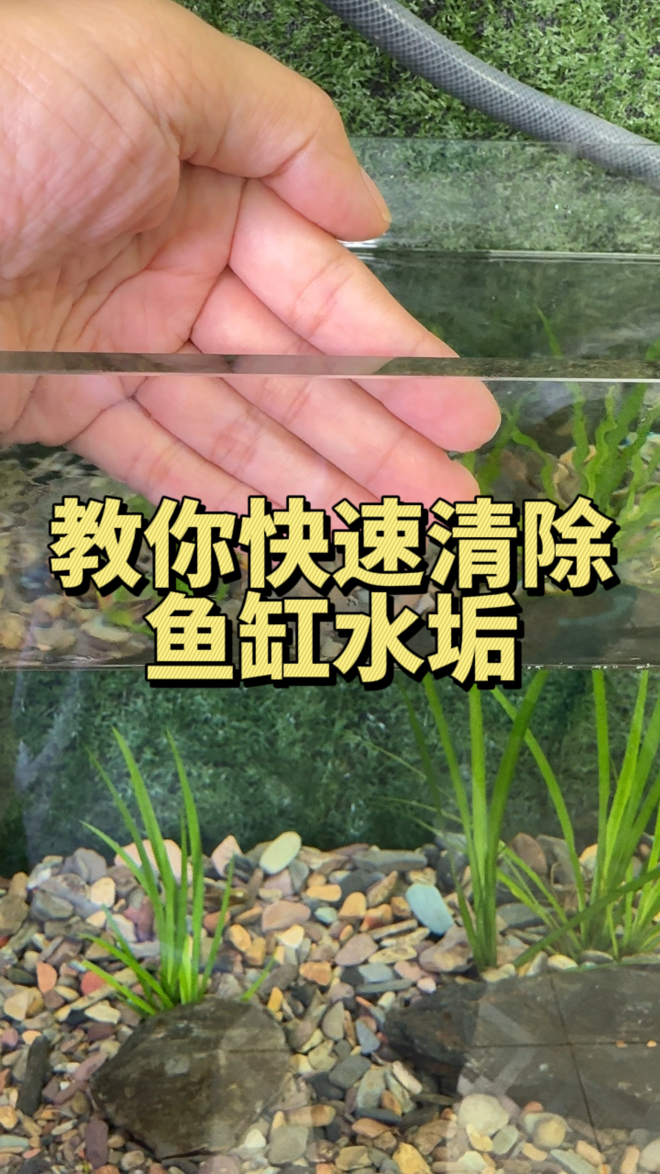 教大家一个快速清除鱼缸水垢的方法#水族 #观赏鱼 #养鱼日记