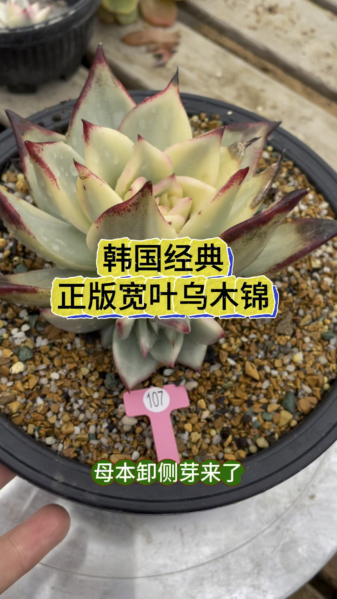 韩国经典正版宽叶乌木锦,终于对他下手了,新增知识点来看吧#多肉植物 #大连同城