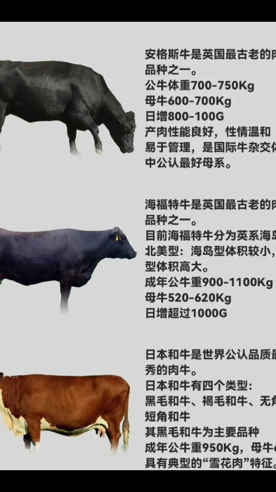 世界最好的八大肉牛