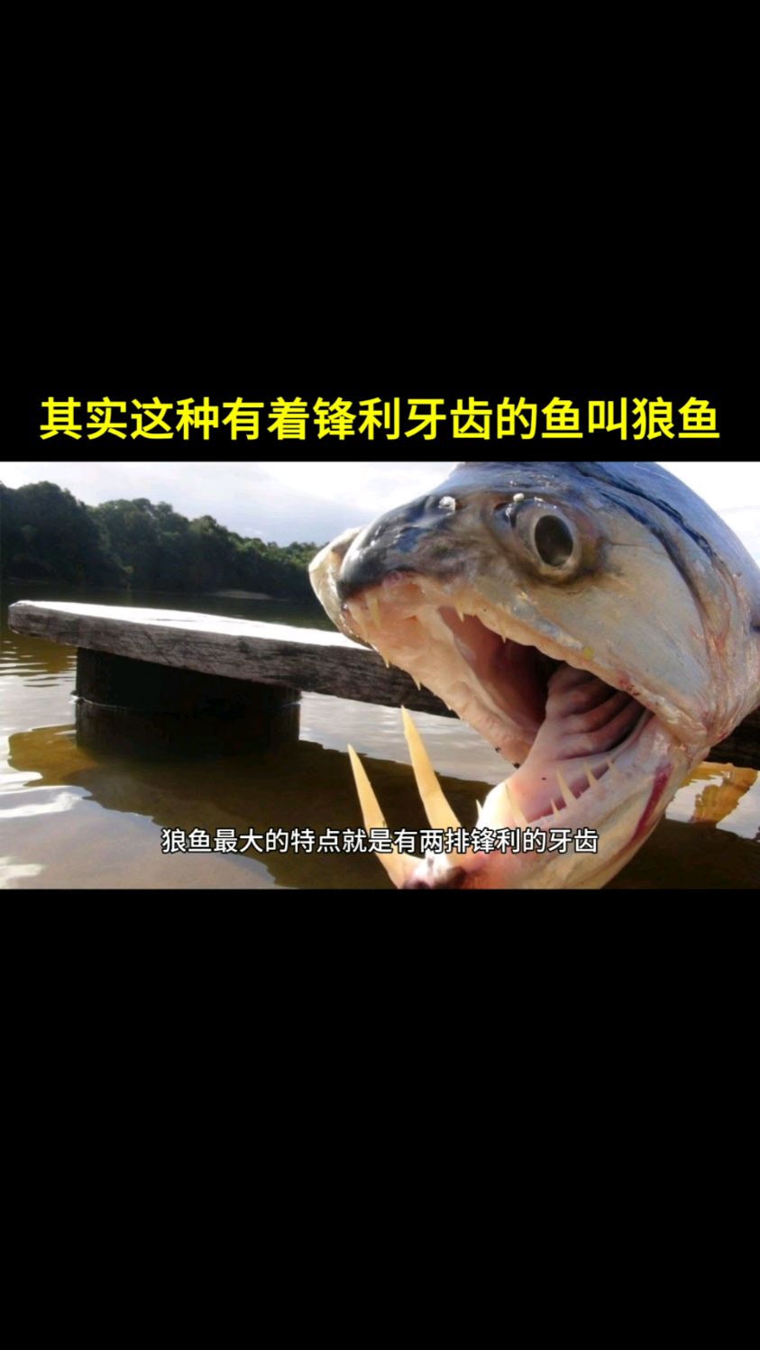 主要分布在太平洋和大西洋,并且在一些淡水区域也有狼鱼的身影。