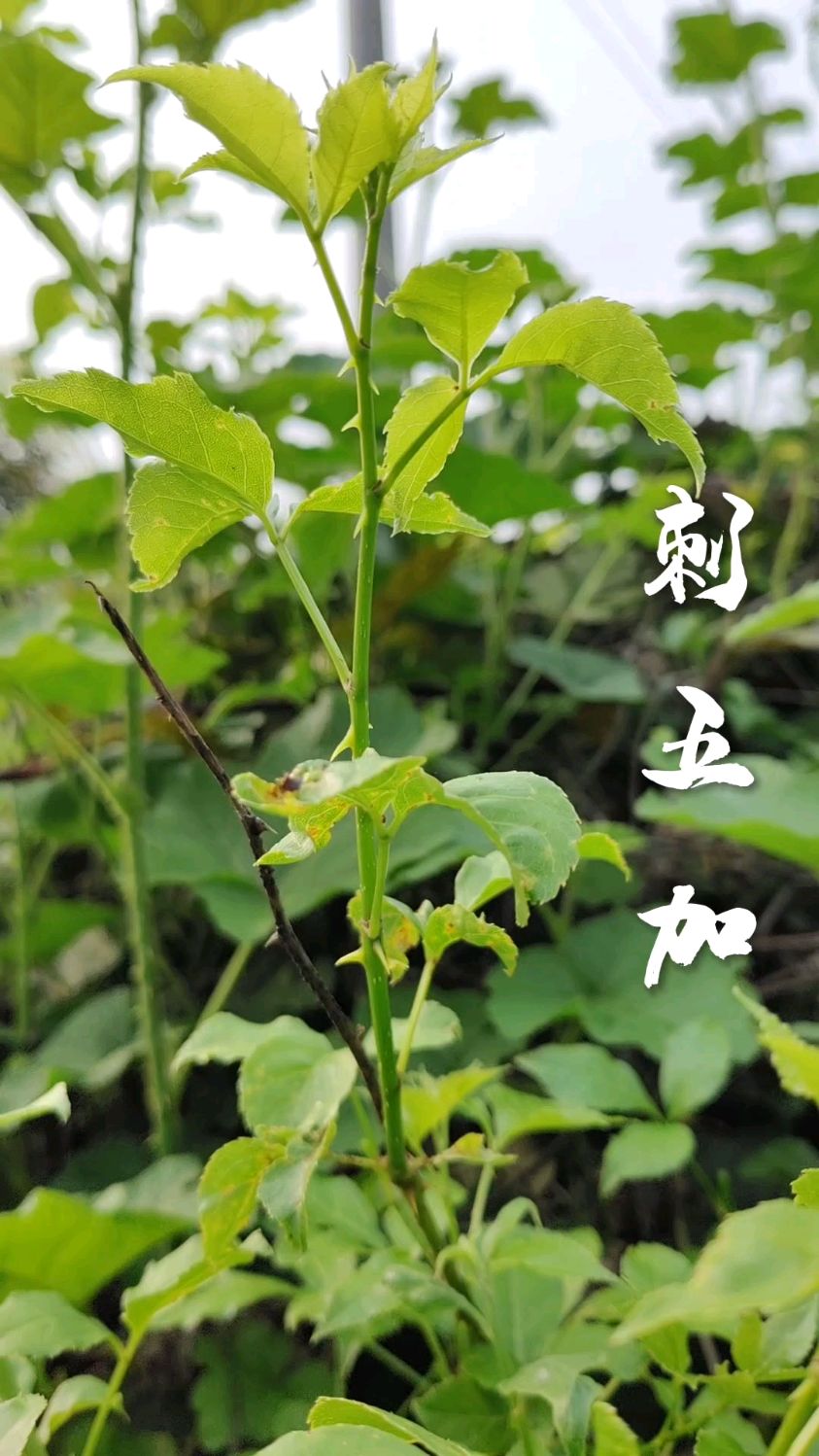 认识野菜刺五加,采摘野菜要谨慎,认识才采摘,以免中毒