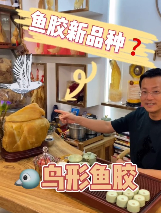 发现鱼胶新品种!鸟形鱼胶长啥样?