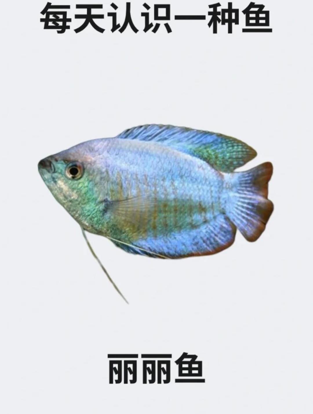 每天认识一种鱼之丽丽鱼