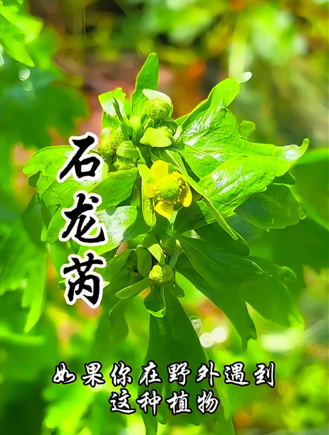 石龙芮它长得跟野芹菜很像,但千万别被外表迷惑了,可是有毒的!