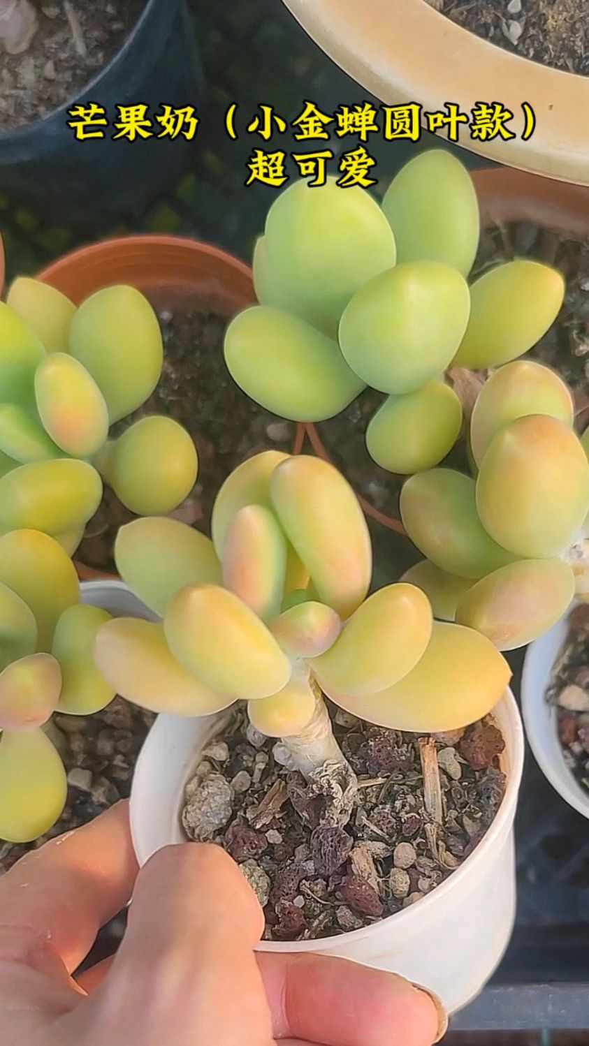 好萌好可爱 小金蝉 芒果奶 圆叶款,我这么可爱