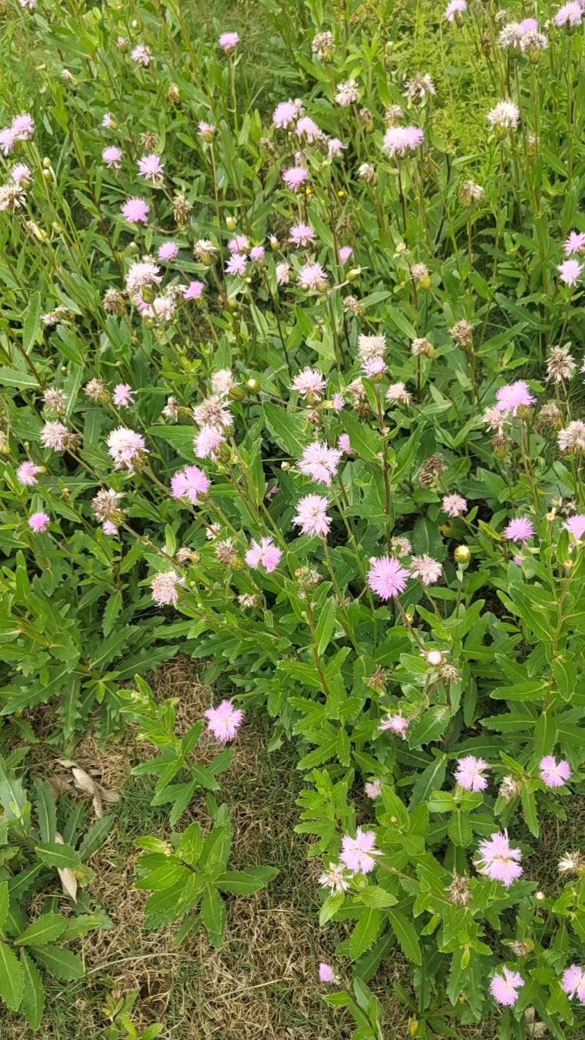 药用价值高的刺儿菜在这里遍地开花