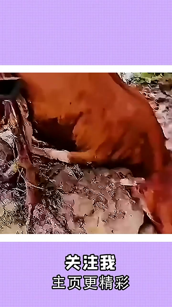 这是纯笨牛肉!下集更加精彩