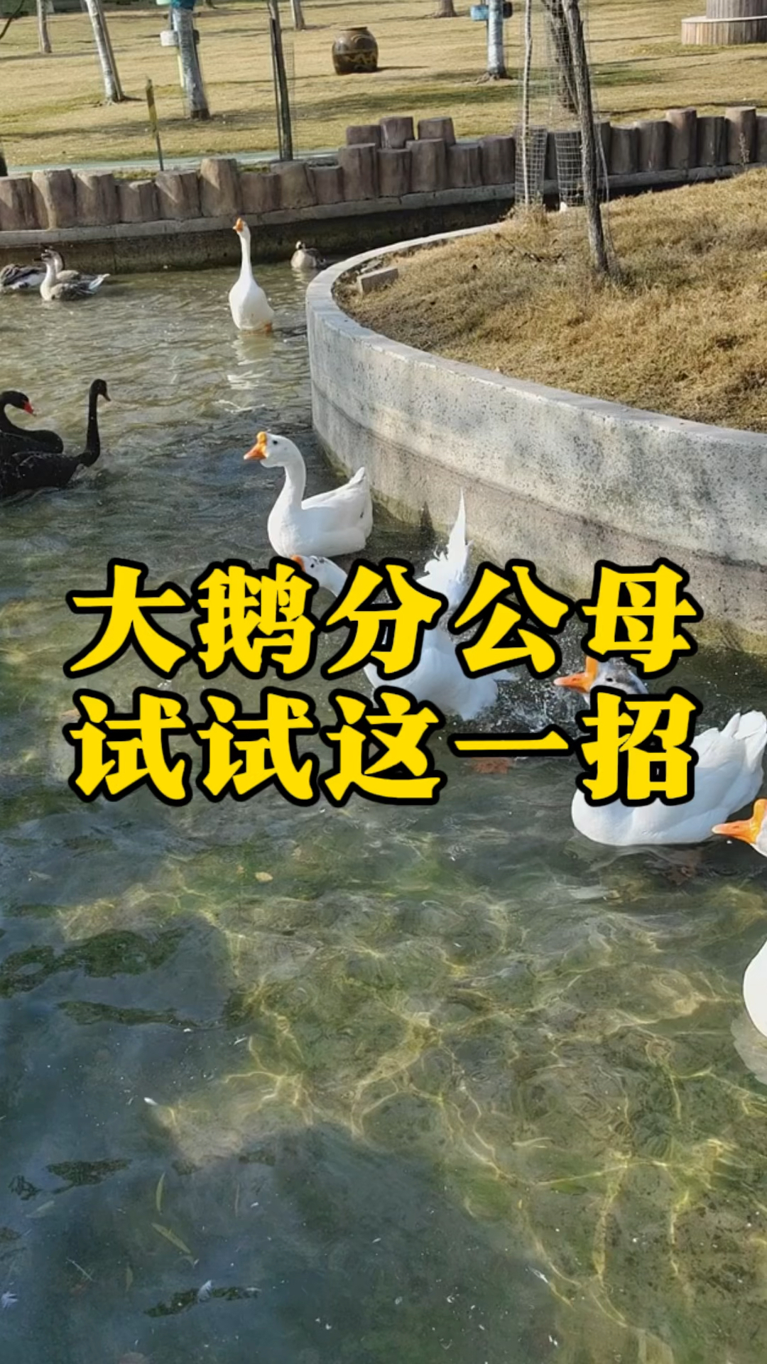 大鹅分公母,试试这一招
