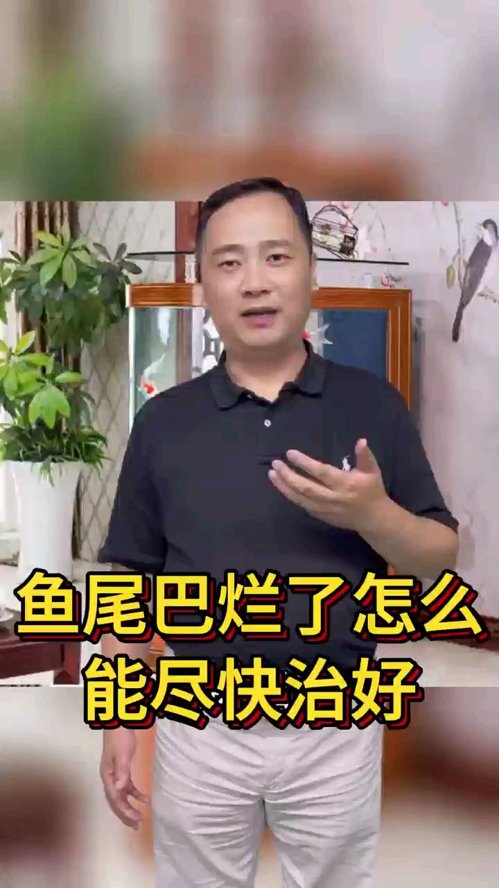 鱼尾巴烂了怎么能尽快治好