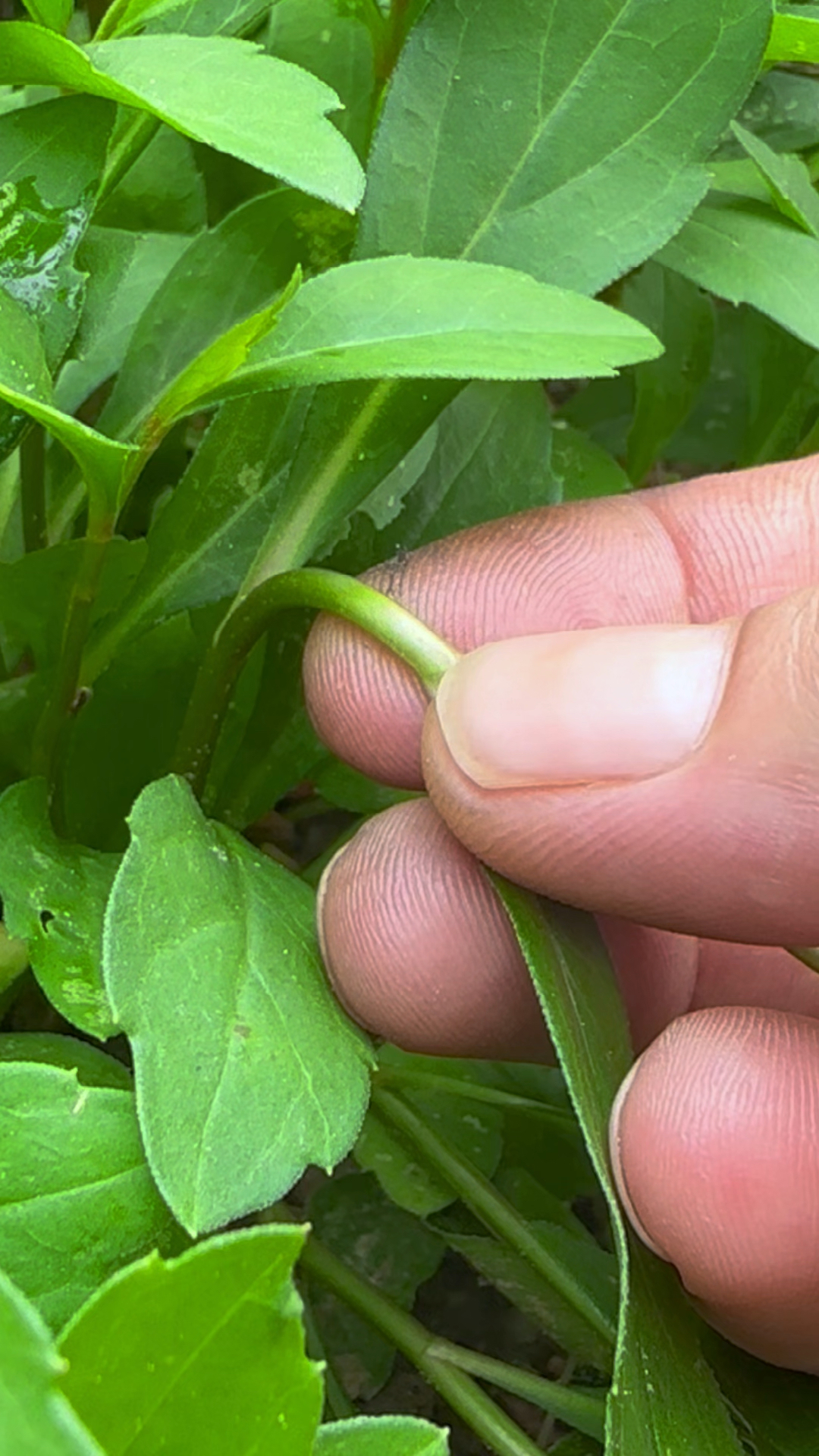 马兰头又叫红梗菜,是江浙地区十分有名的一种野菜