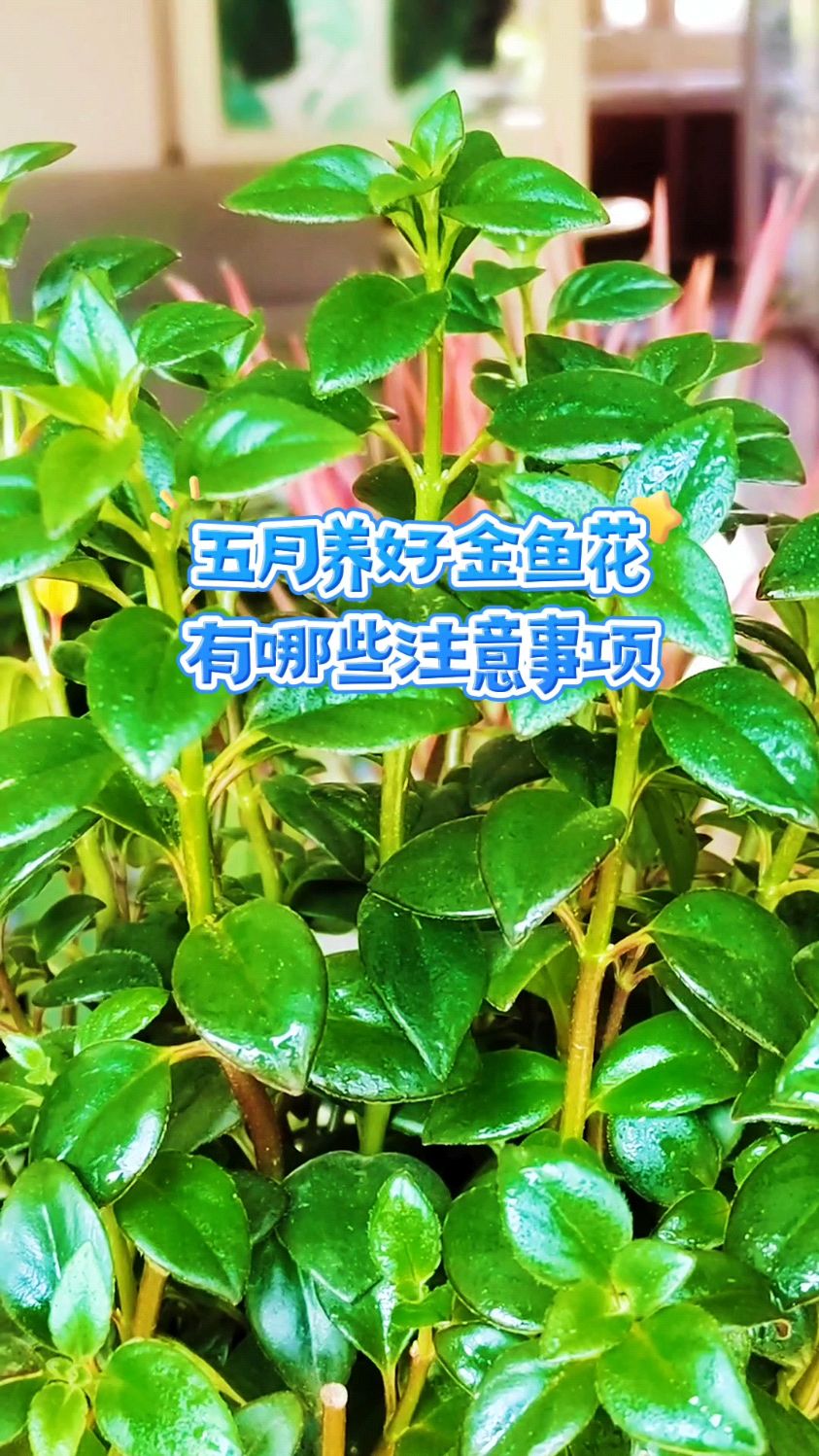 五月养好金鱼花,有哪些注意事项?