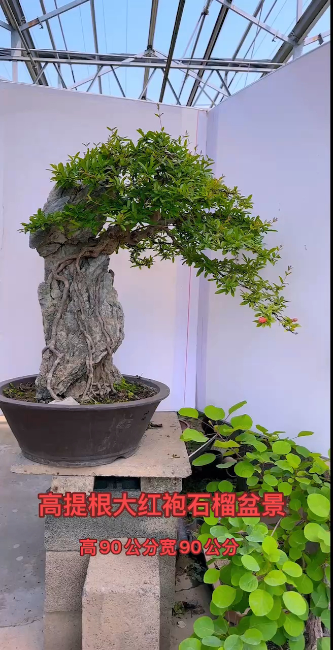 大红袍石榴盆景原生态,适合高档庭院景观首选