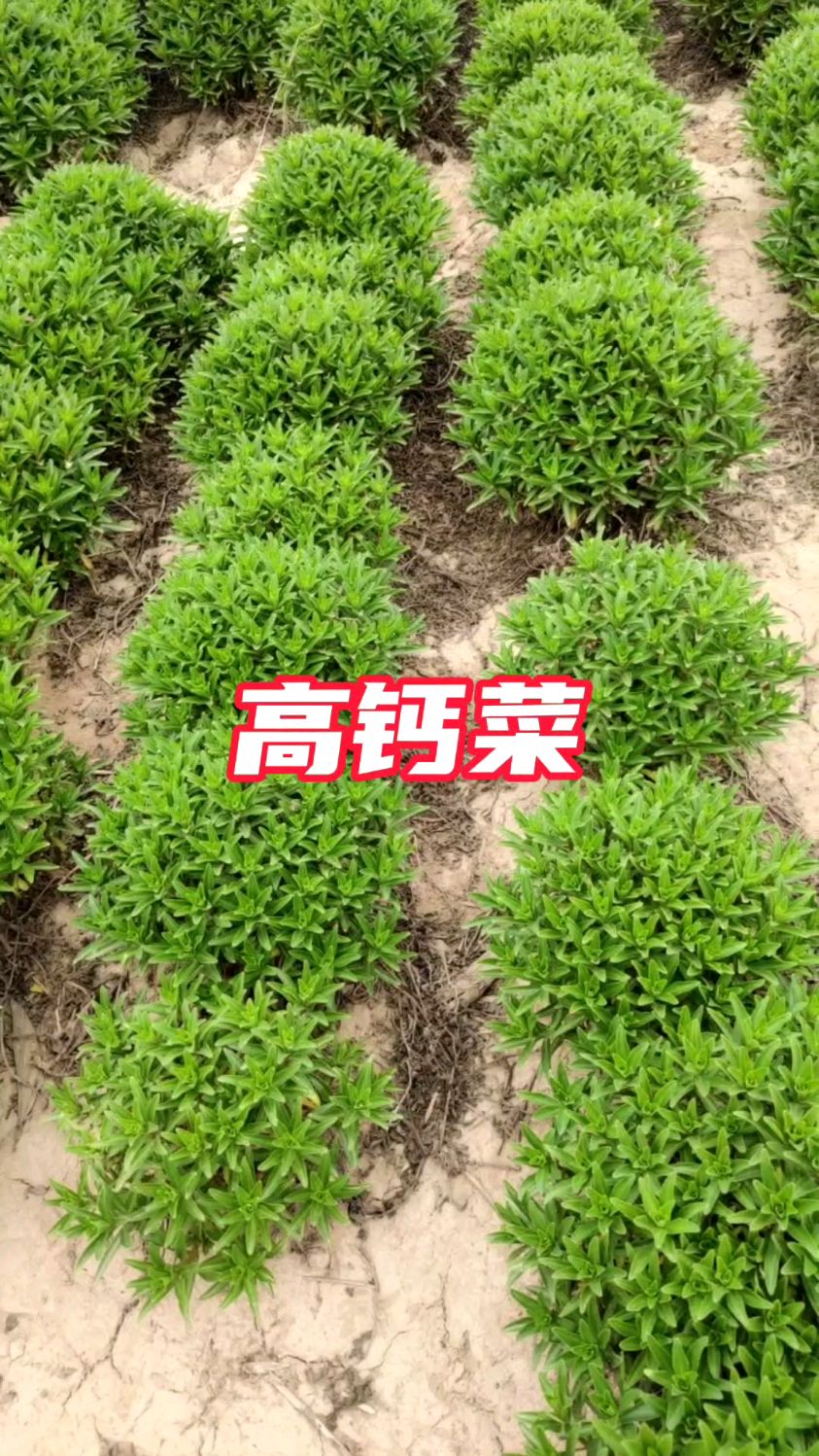 高钙菜,特别适合中老年人,像韭菜割了一茬又一茬