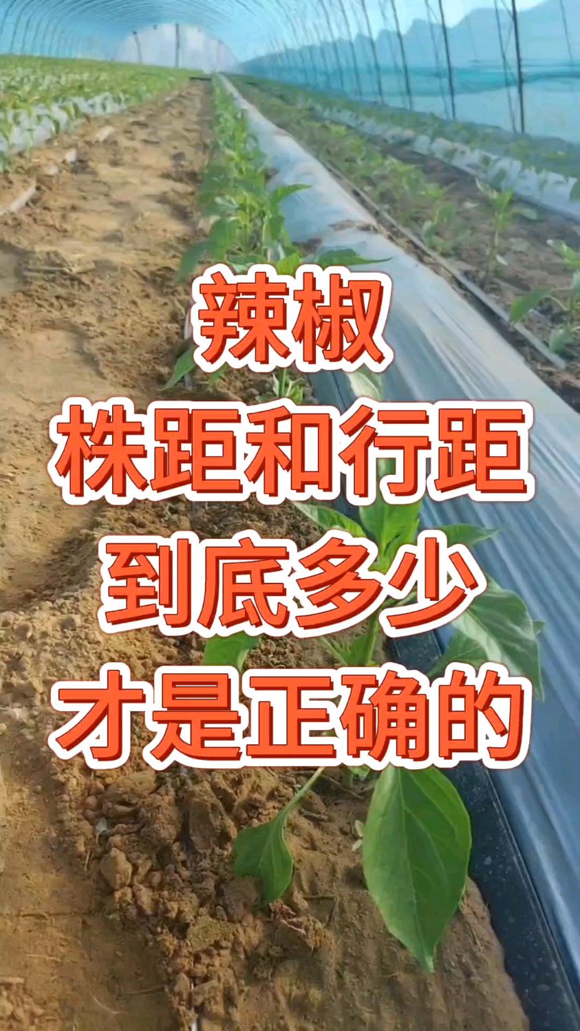 辣椒的株距和行距到底多少才是正确的