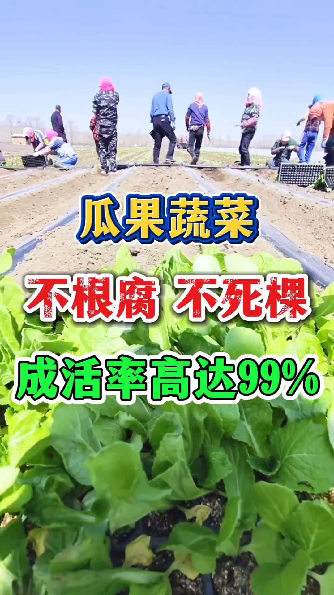 瓜果蔬菜种植根腐病、茎基腐病,不死棵不烂根的方法!根腐用药!
