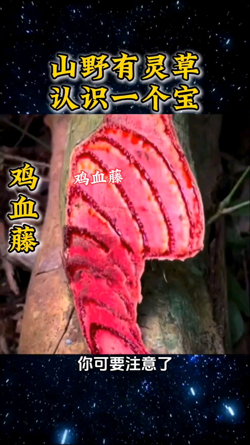 山野有灵草认识一个宝鸡血藤