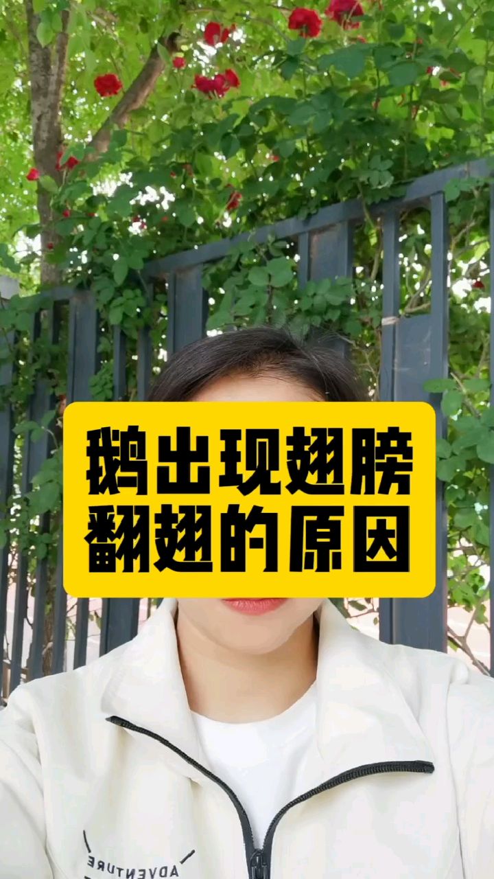 鹅出现翅膀翻翅的原因