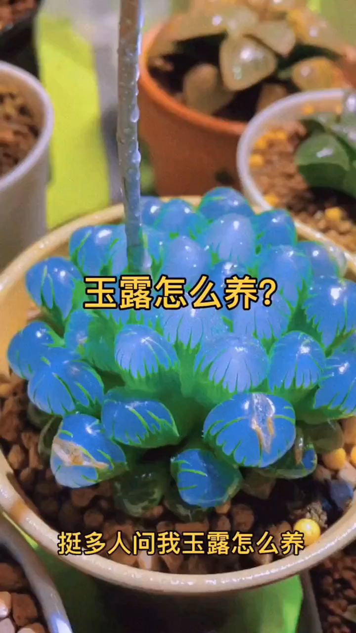 高级稀有精品多肉植物蓝镜黄金冰灯冰川樱水晶办公室桌面高端肉肉