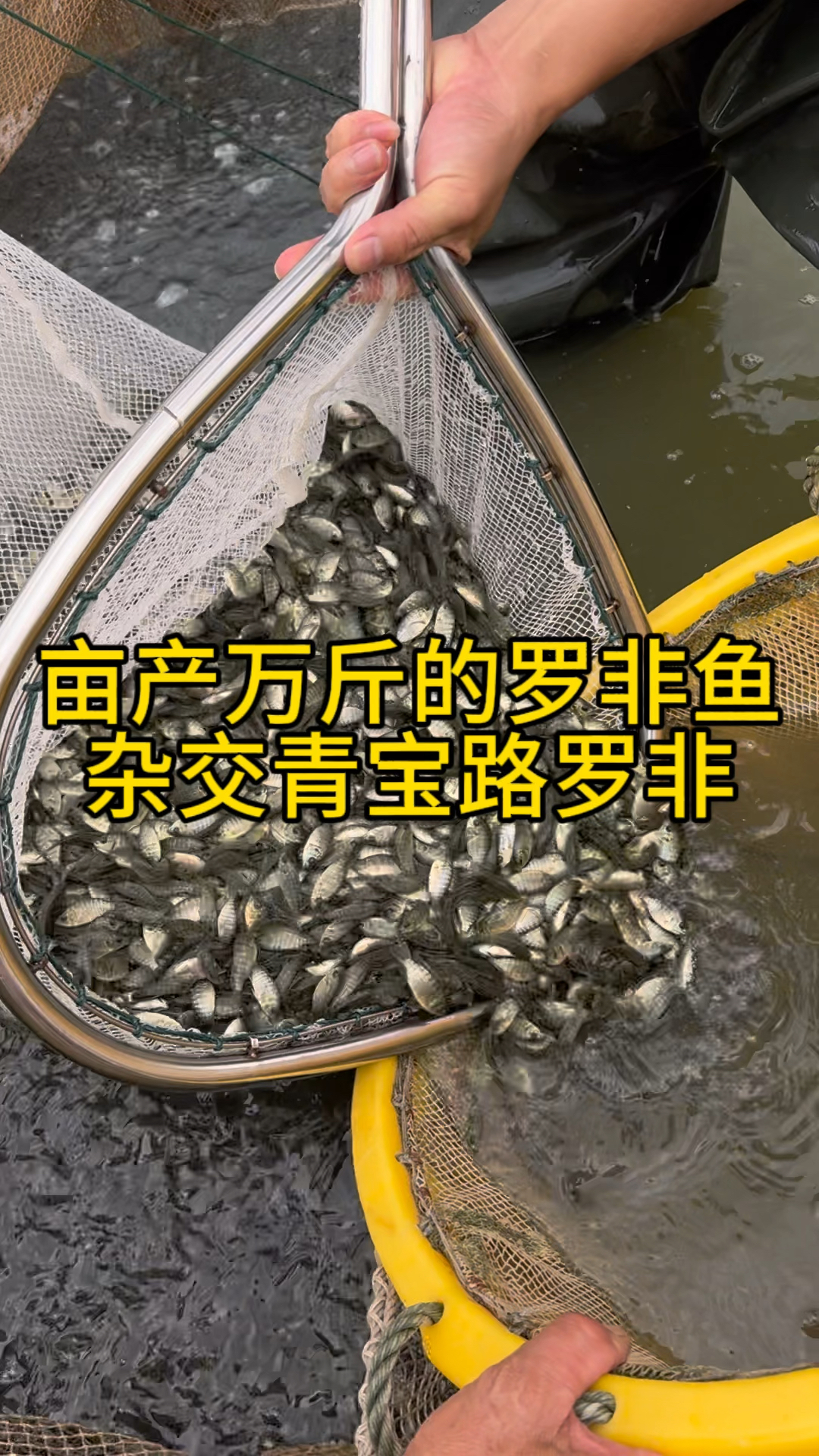 杂交青宝路罗非鱼