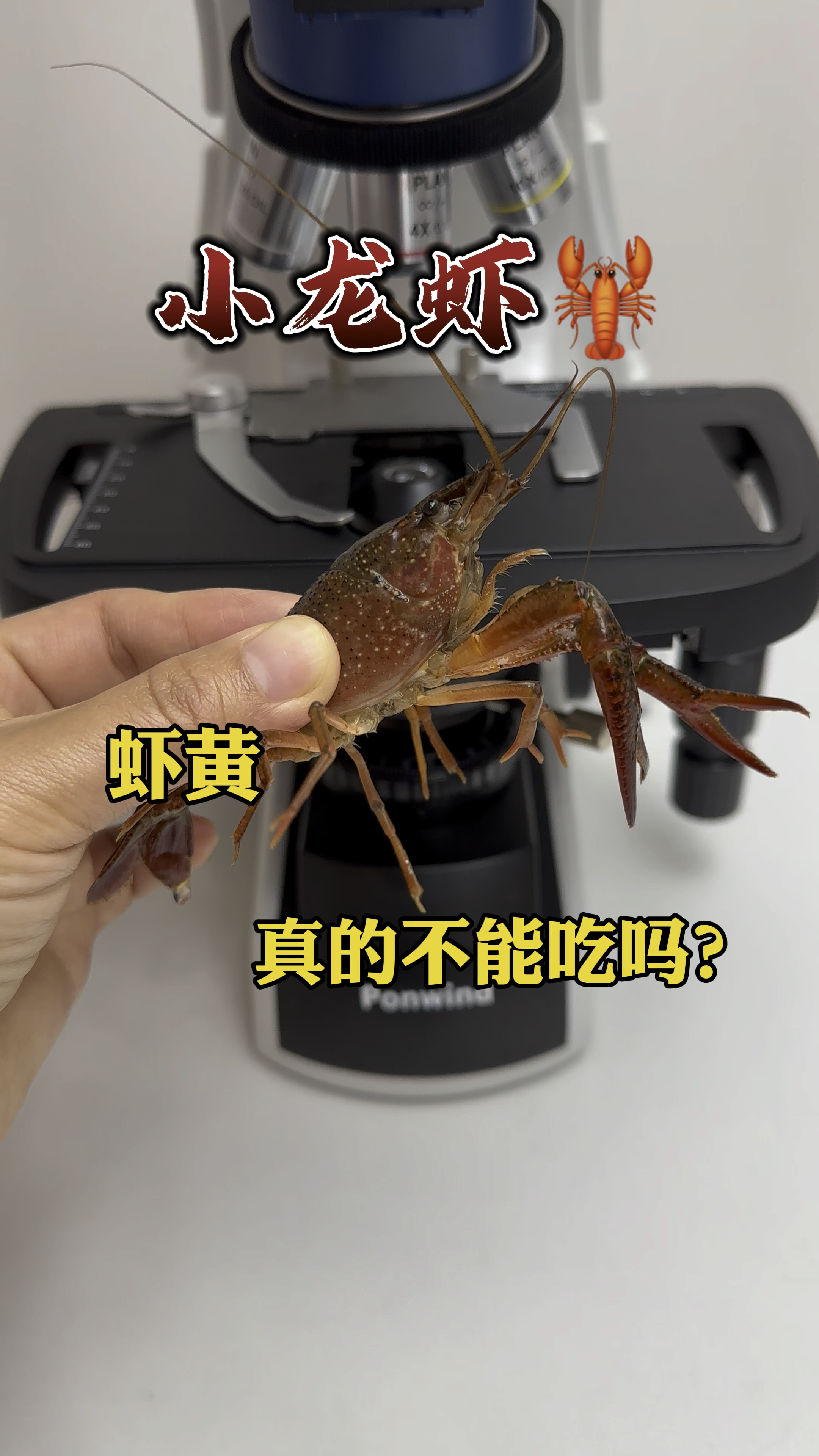 小龙虾头部真的是虾黄吗?看完你还敢吃吗?