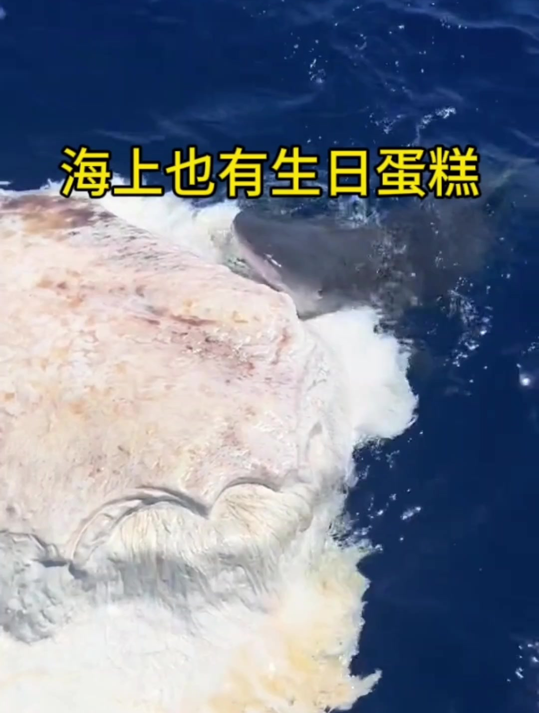 海上也有生日蛋糕吗