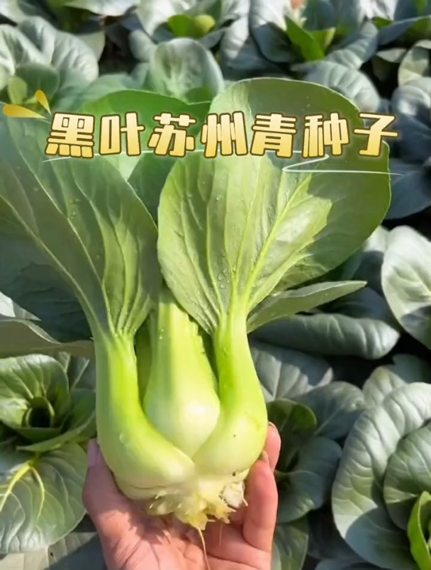 矮脚小油菜,越热口感越好,种一点四季摘不完!