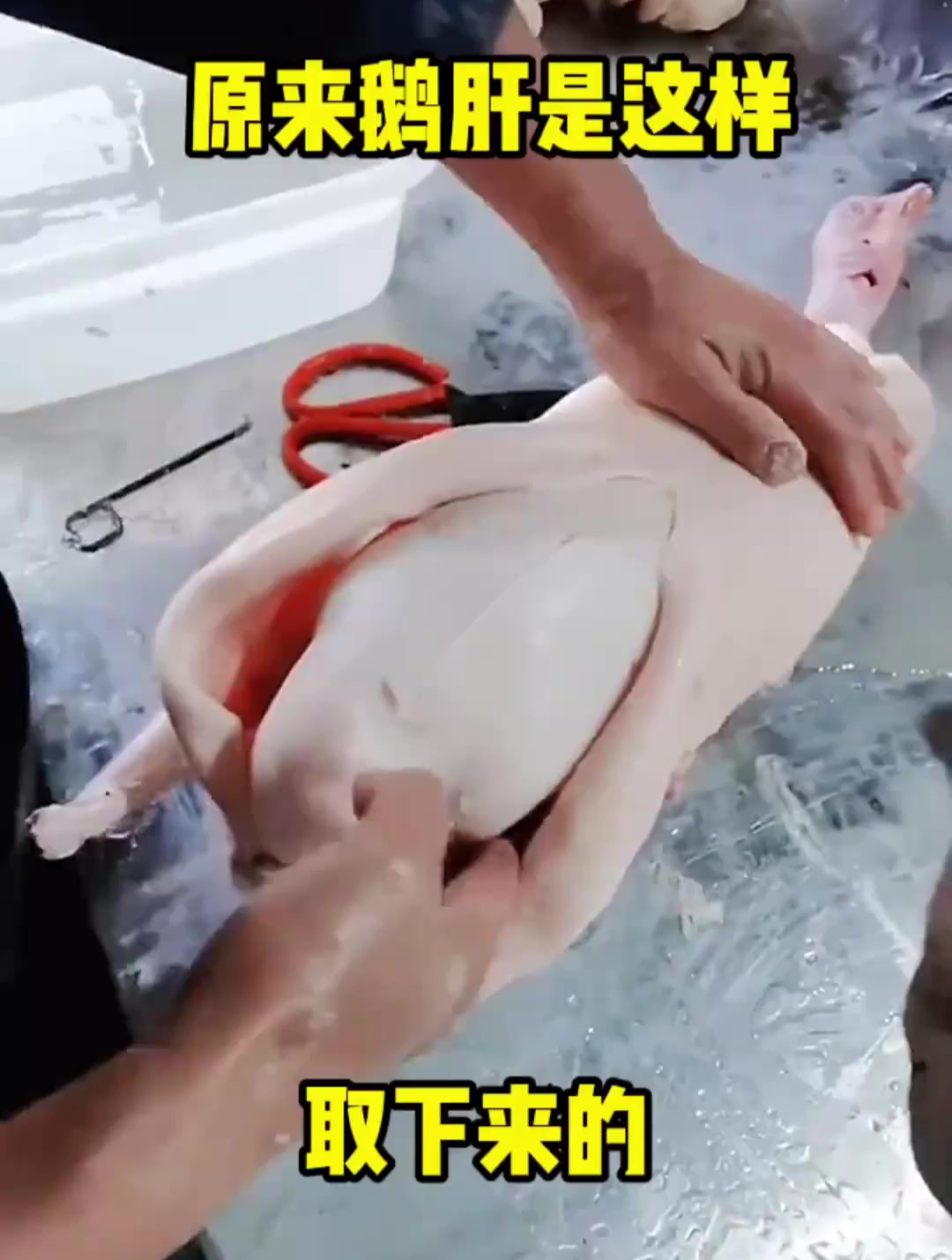原来鹅肝是这样取下来的