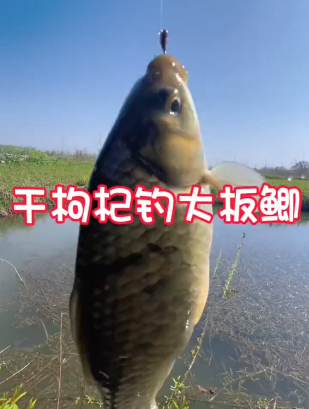 枸杞能钓鱼?河边作钓实测,鱼获比争论更能说明问题!