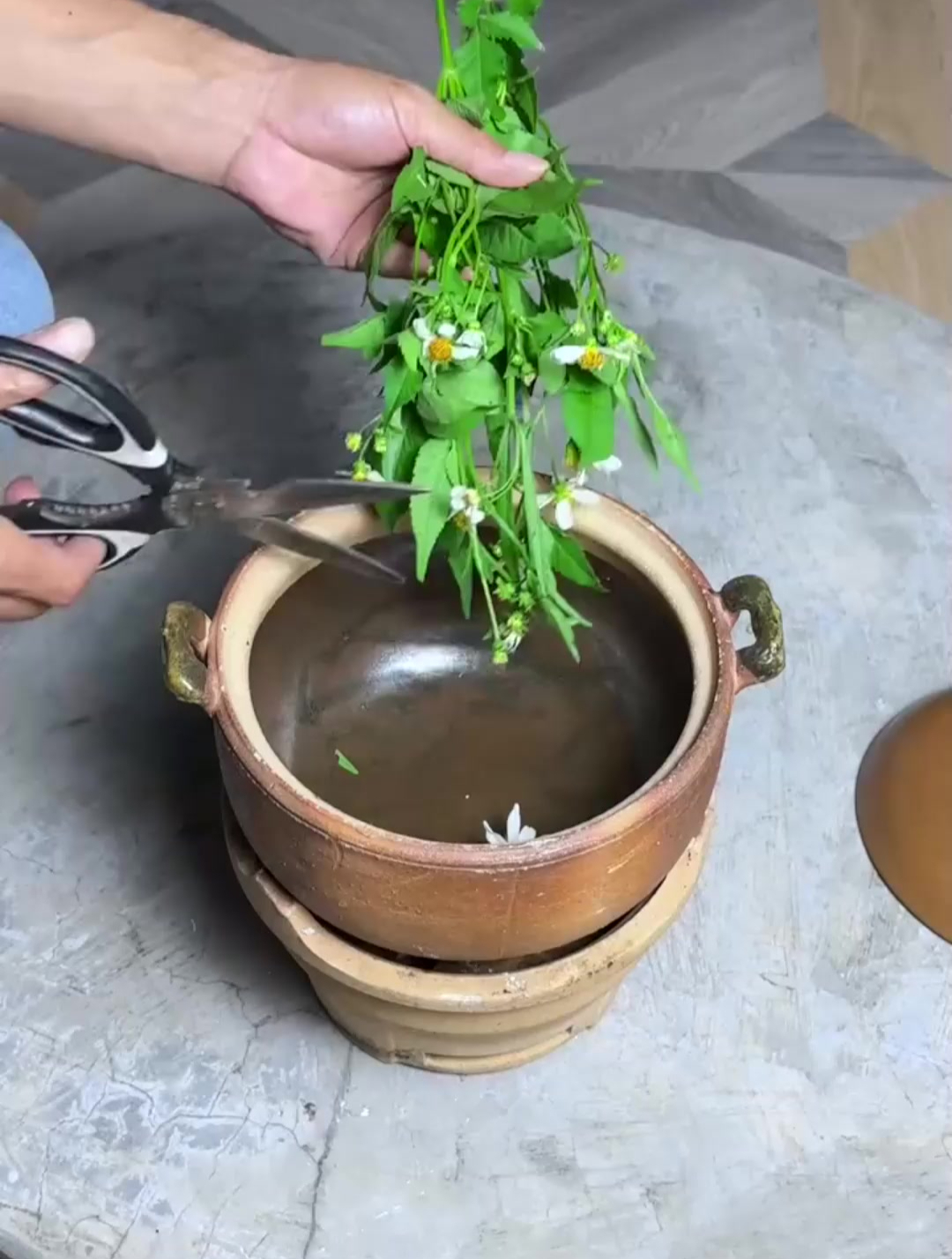 农村常见的鬼针草,遇到收采一些回家