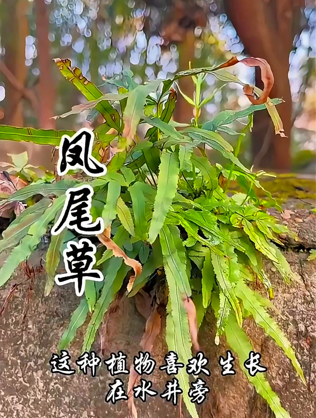 听说过凤尾草吗?虽然看似普通的小草,但内含的价值却让人咋舌