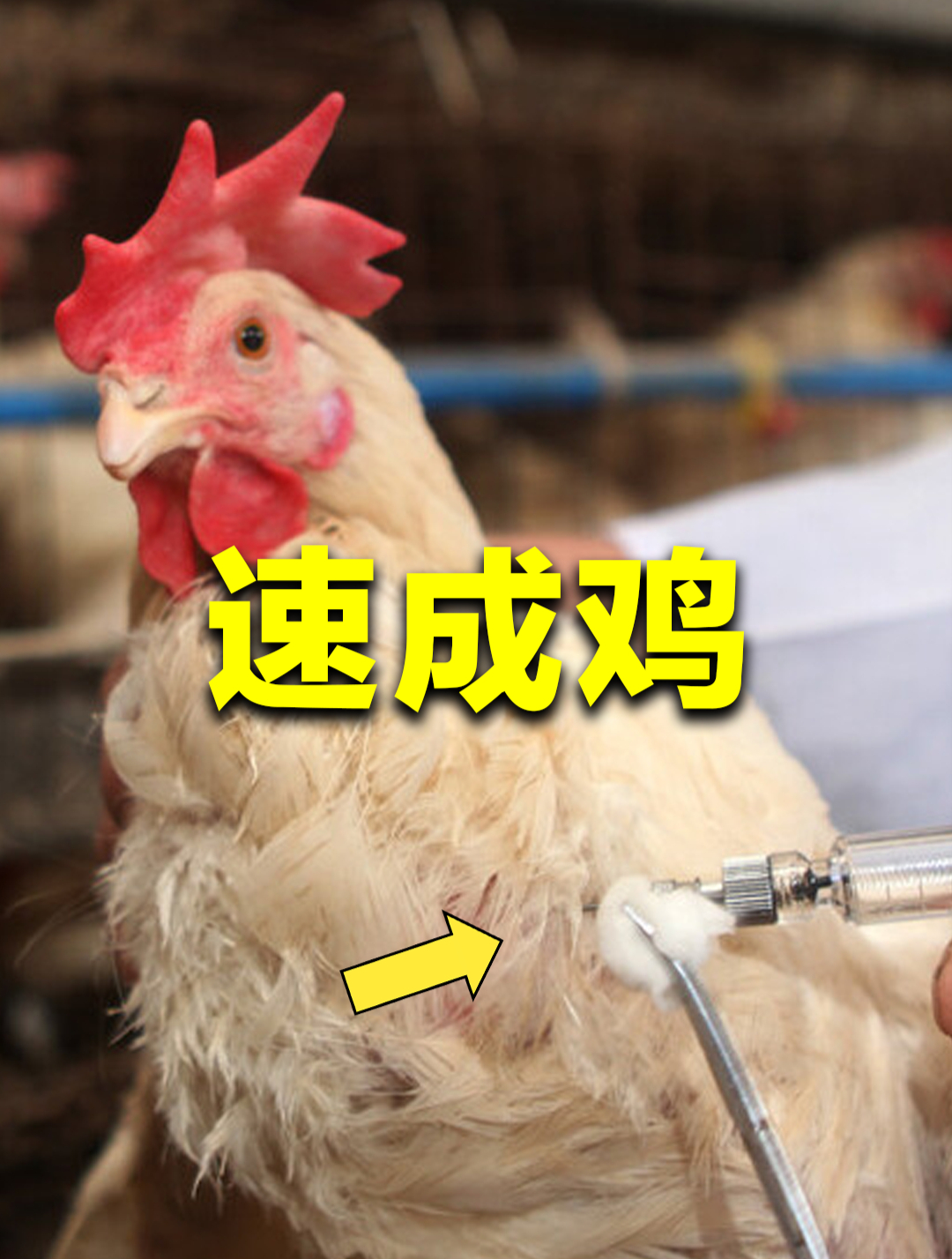 速成鸡40天就出栏,难道是激素催出来的?真相究竟是什么?