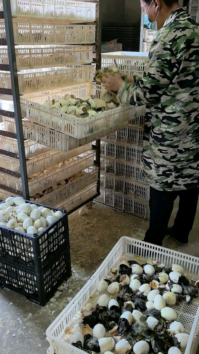 孵化场老师傅开始捡鹅苗