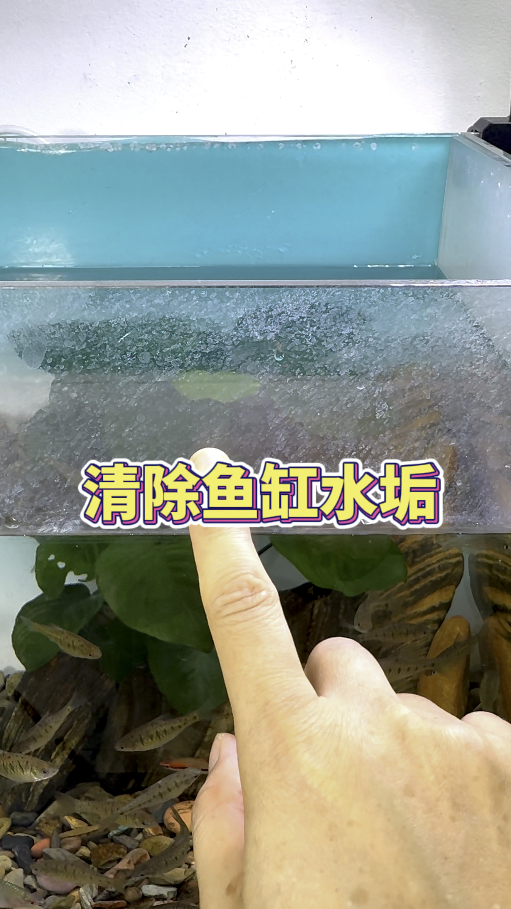清除鱼缸壁水垢小妙招 #水族 #观赏鱼 #养鱼养心