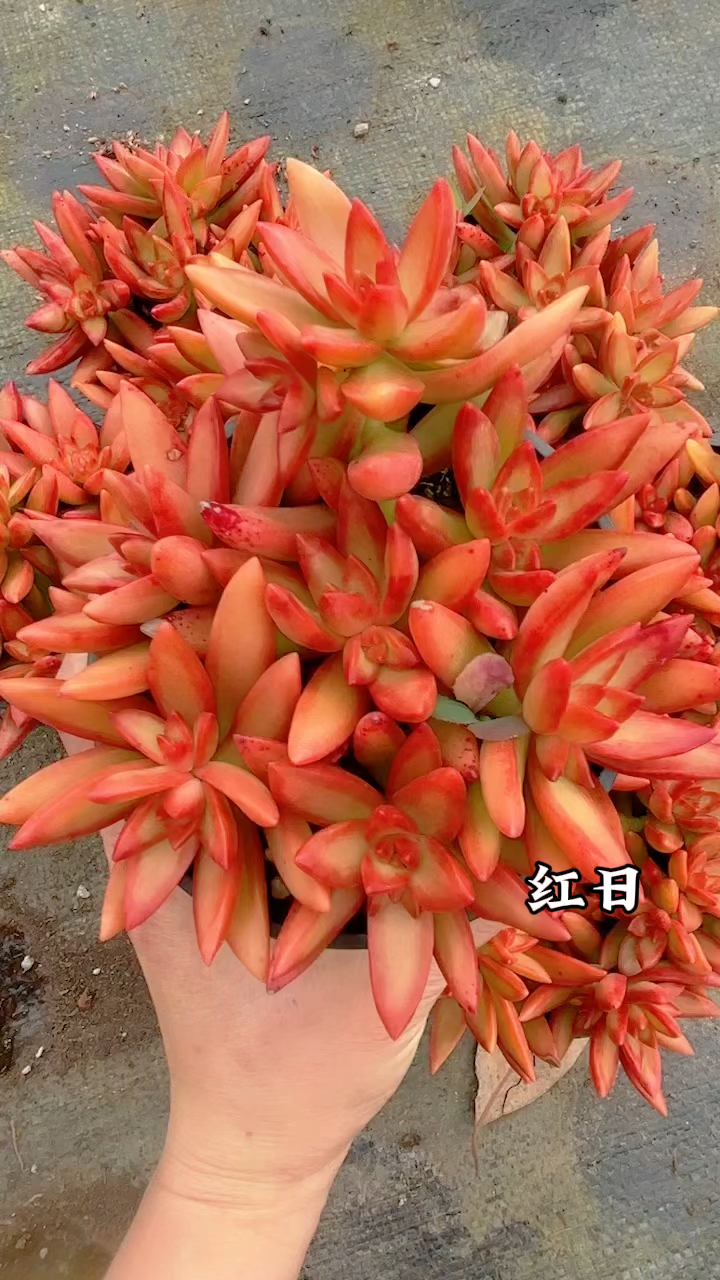 多肉植物品种,红日