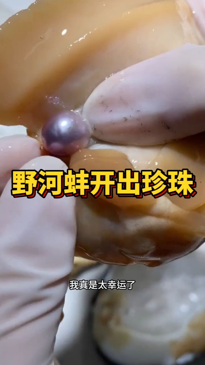 野河蚌开出珍珠,太不可思议了