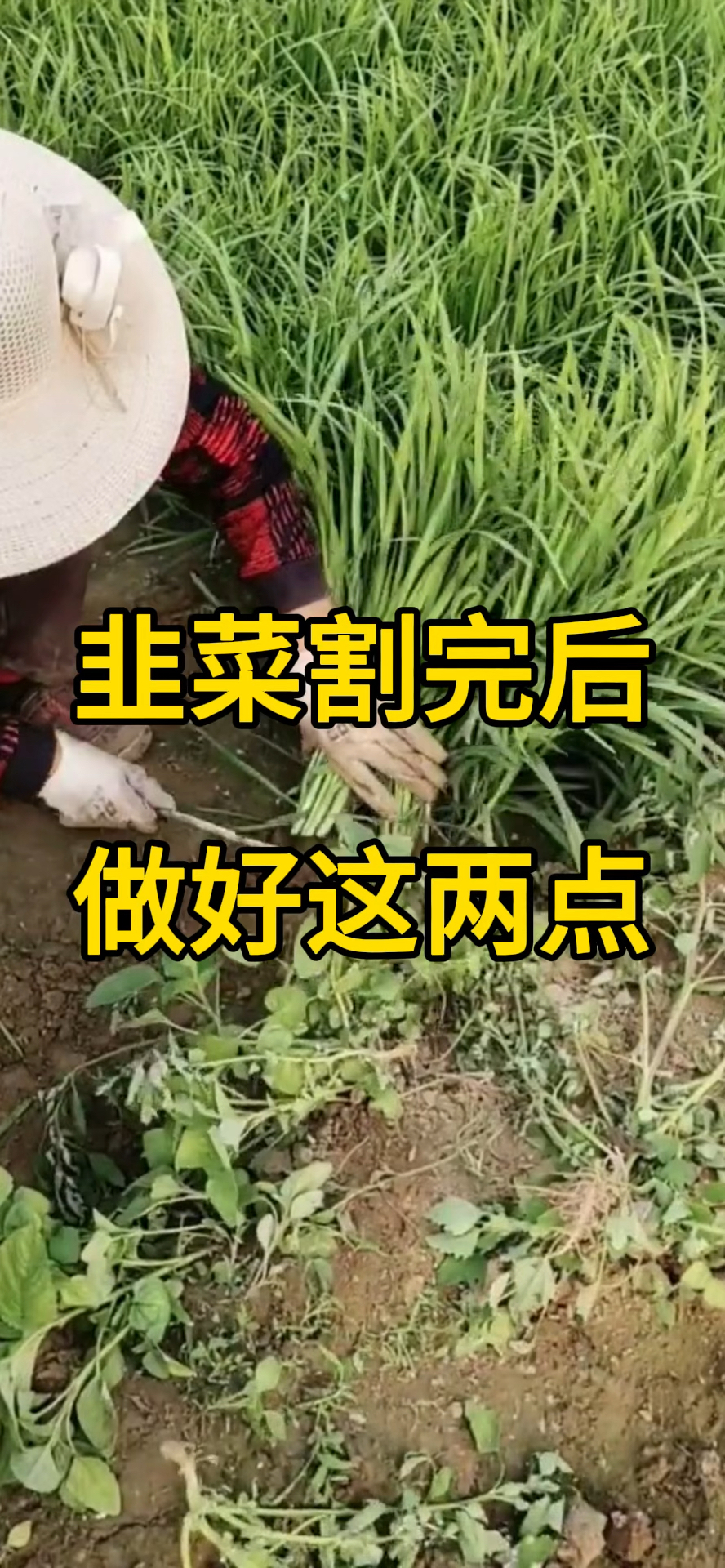 韭菜割完后,做好这两点!
