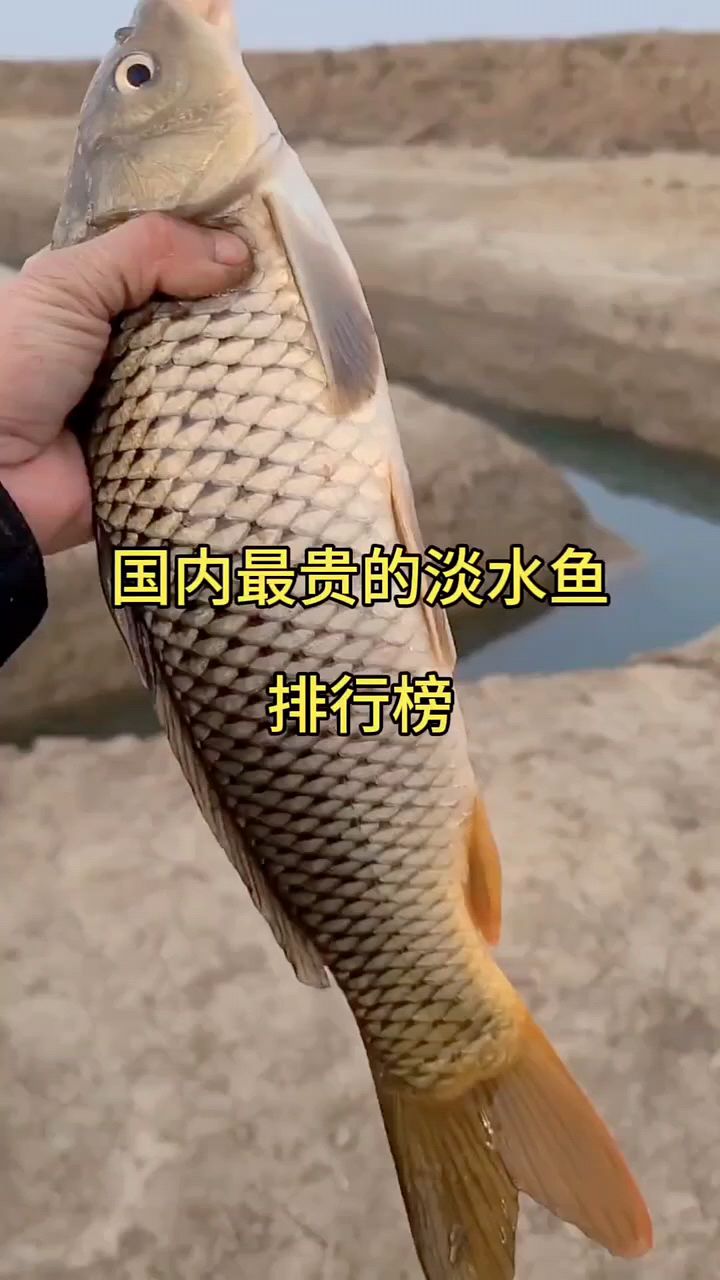 国内最贵的淡水鱼你吃过几种?