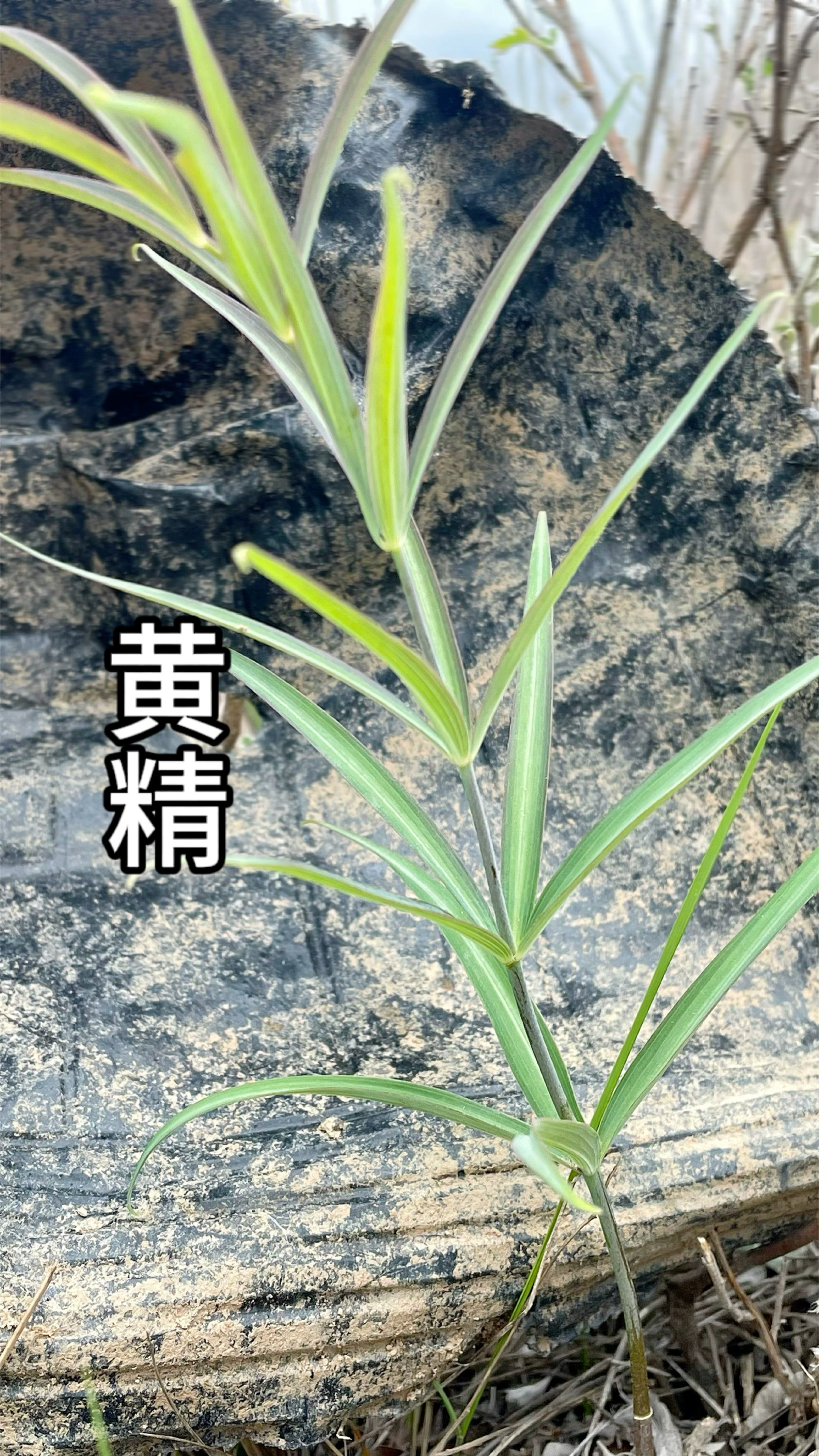 鸡头黄精,九蒸九晒之后更有价值