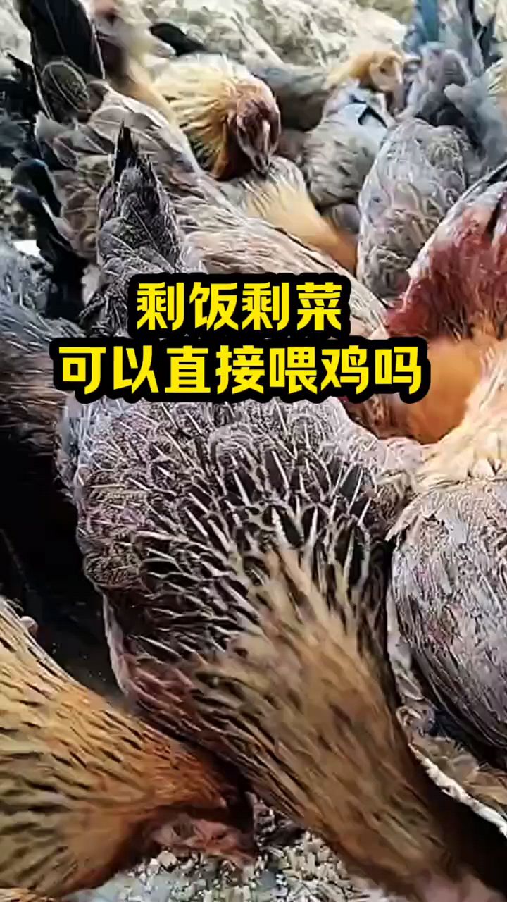 家里的剩饭剩菜可以直接喂鸡吗?