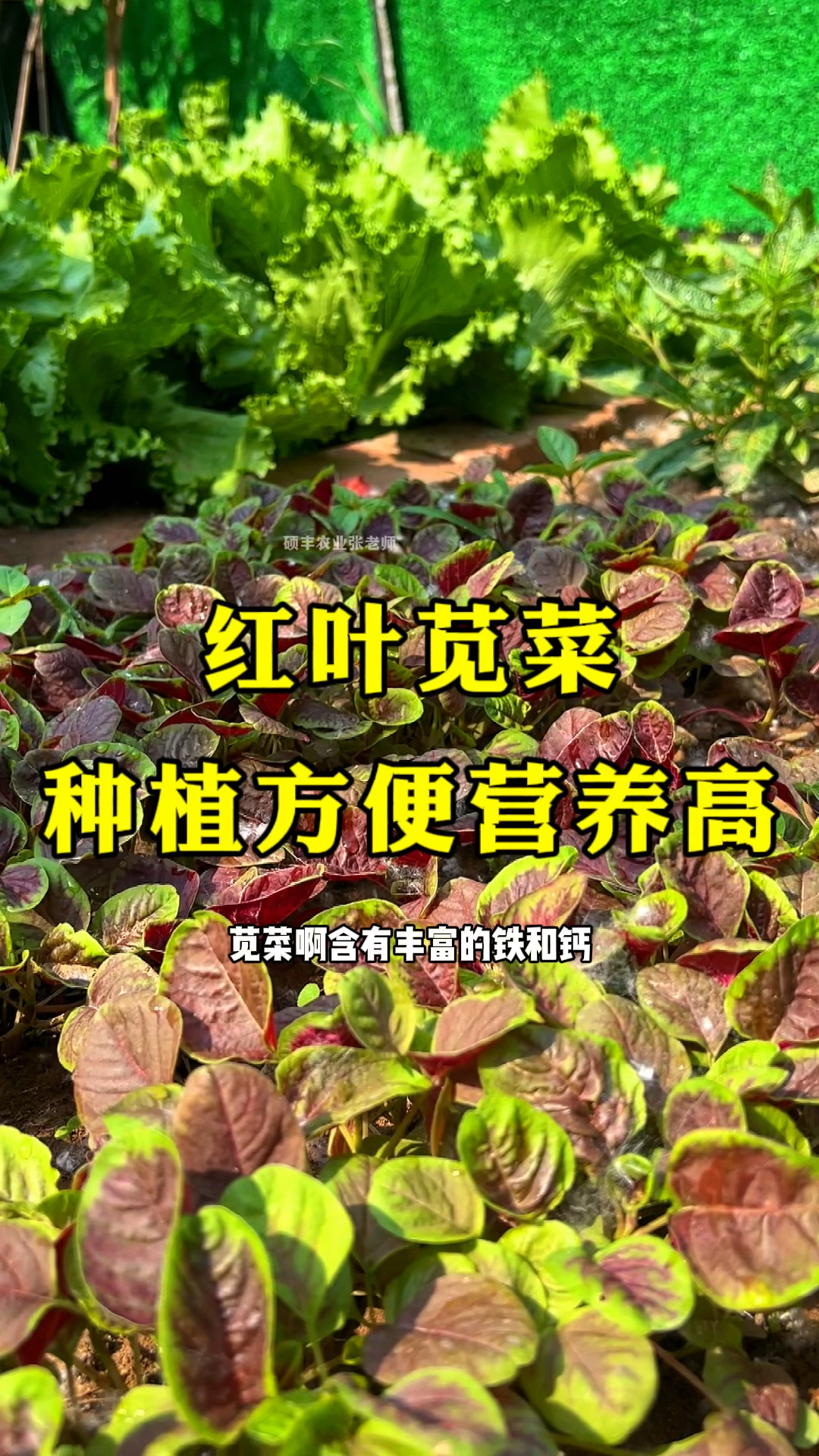 适合老人小孩吃蔬菜,红叶苋菜,种植简单营养高。