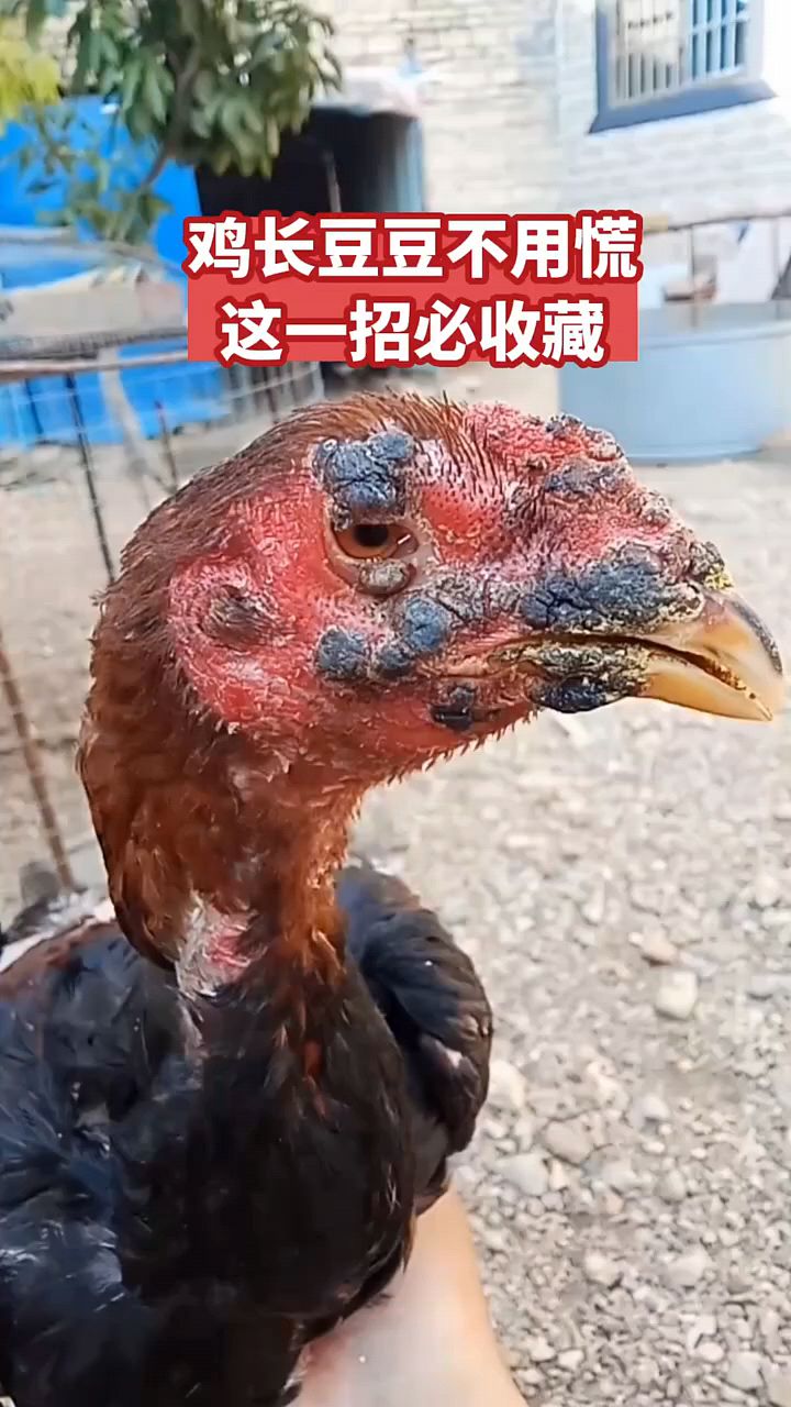 鸡长痘痘不用慌,一招必收藏
