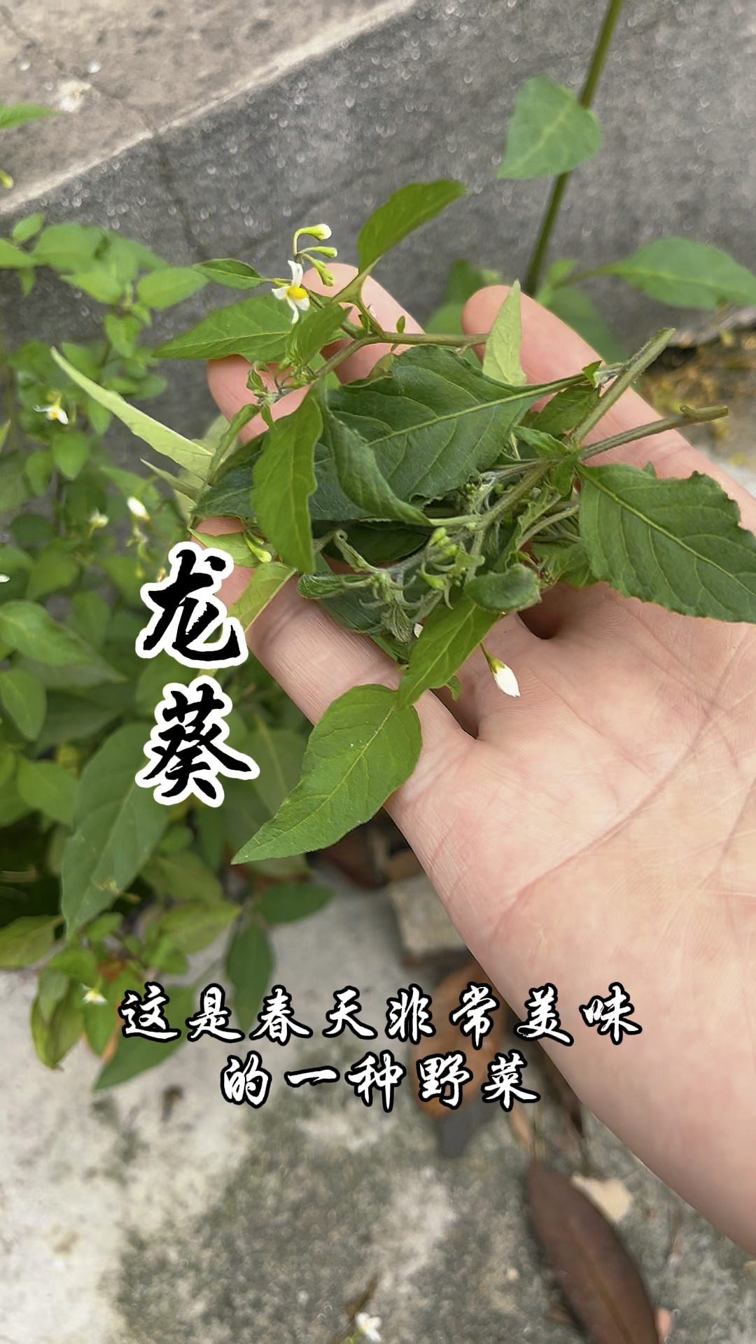 龙葵,菜名为白花菜,果实名为黑黝黝,你还记得它吗?