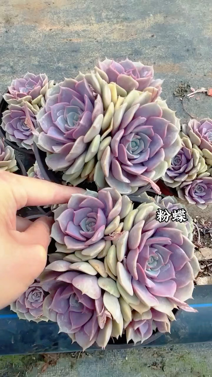 多肉植物品种,粉蝶