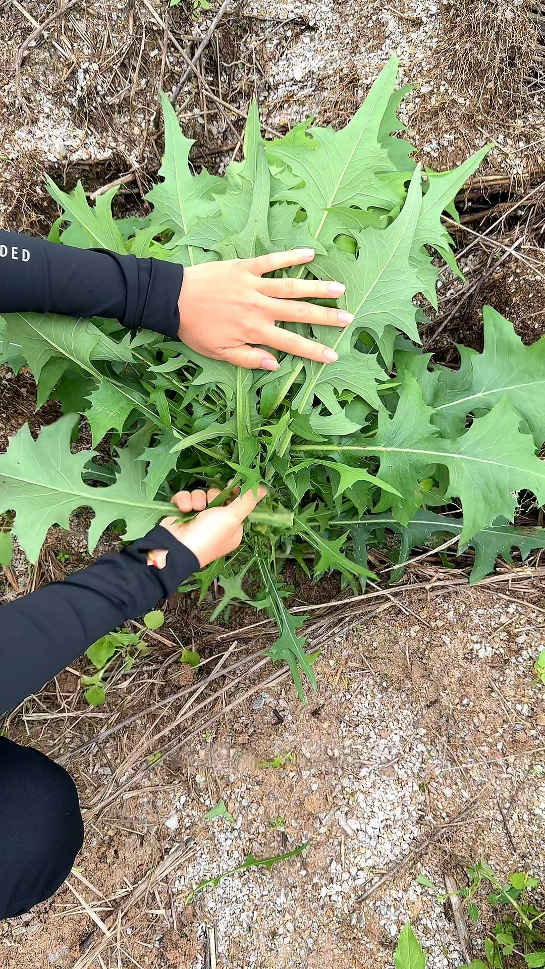 翅果菊又称苦麻菜,在炎热的夏天很受农村人的欢迎